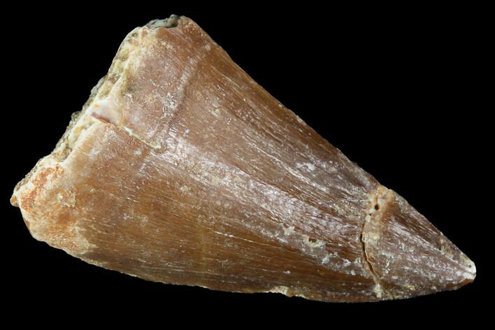 Mosasaur (Prognathodon) Tooth - Morocco #101077
